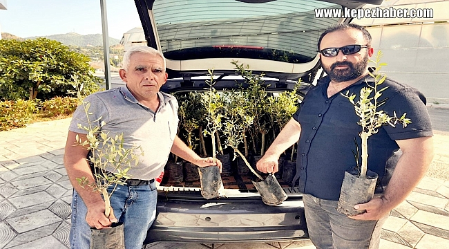 Antalya'da Gazipaşa'ya 700 Zeytin Fidanı Dağıtıldı